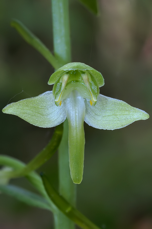 Orchidee del Chianti 2009